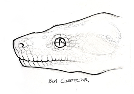 skullbird:  Sketches of various constrictor profiles, attempting to help illustrate that these snakes don’t just vary in color and size, but there’s tons of variation even down to facial structure.This was a fun exercise~ 