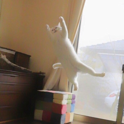 birdgirlsecretariat:neir-o:774rider:(【速報】うちの猫がバレエを踊り始めた | netgeekから) she is an Artistsuch grace…