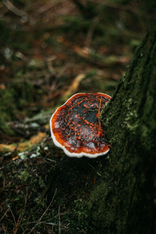 a very red polypore