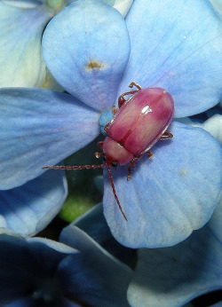 libutron:  Omophoita sp. (?) by Mario Jorge