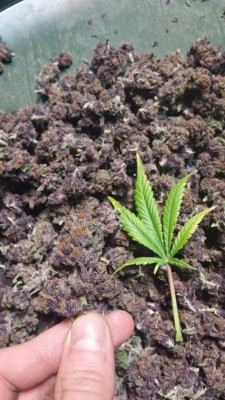 denverdank:  Ze purple plant.