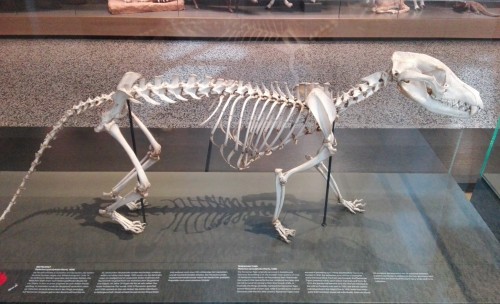 Just Remembered They Had Both A Thylacine Mount AND Skeleton In The Museum In Darmstadt So I Needed To