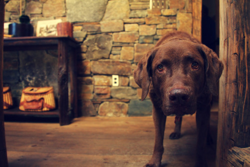 handsomedogs:  Ruby the Chesapeake Bay Retriever visits Tahoe.http://phiaphotography.tumblr.com/ 