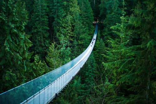 nubbsgalore:  a walk through the woods. photos of the capilano suspension bridge (230 feet up) and cliff walk in north vancouver, by (click pic) richard thrasher, capbridge, regi onella, kelly chiello, michelle lee and netsnake
