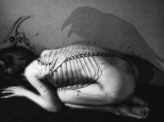keryahoraculi:“The anatomy lesson” By  LauramaKabresku