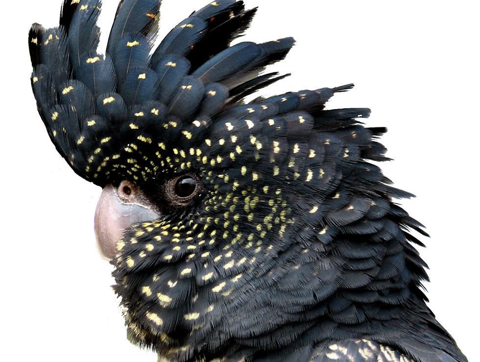 end0skeletal:   The red-tailed black cockatoo (Calyptorhynchus banksii) is a large
