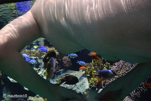 hautbois10: 07/03/2018 @joyofn Aquarium
