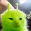 tzkuo