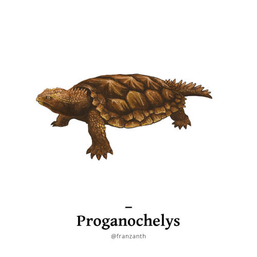 franzanth:A study of Saurian morphology: Testudinata (part 1)Considering the amount of details they 