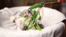 sizvideos:  Watch this cute little koala playing in his basket 