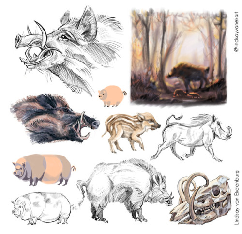 Pig studies! Well, pigs, boars, and a warthog for good measure. Based on photos. These were fun and 