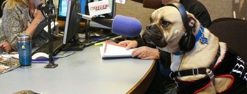babyanimalgifs:everything is terrible so i googled “dogs being interviewed” and it helped