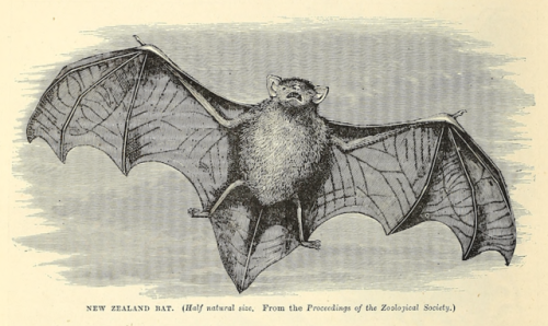 nemfrog:  “New Zealand bat.” Cassell’s natural history. v.1. 1876. 