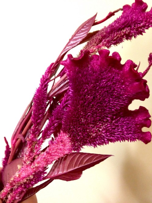 The beautiful color of the recently identified Celosia. I took some clippings tonight because I hear