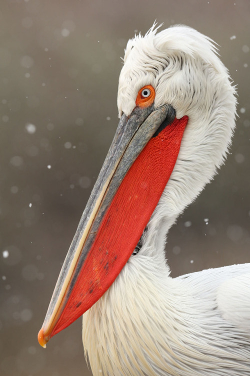 Dalmatian Pelican (Pelecanus crispus) &gt;&gt;by Roger Wasley Photography