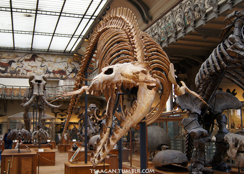 tsaagan: Cynthiacetus peruvianus, National Museum of Natural History, Paris, France