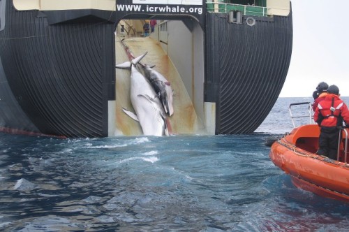 wefuckinglovescience: They have no intention of stopping.Japan will continue to slaughter whales, de