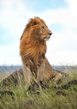 beautiful-wildlife:  His Majesty by Nancy D Hall