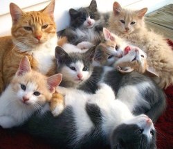 jenn-oddballpunk:  A bountiful crop of kitty cats.