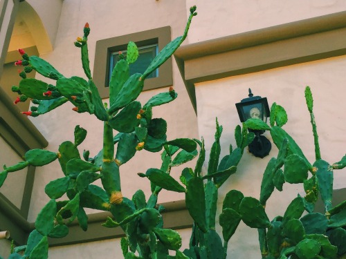 nutellahead:Obsessing over plants and procrastinating for my German quizzes ✌️ ig: sofiainthebeyhive