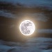 without-ado:Full Wolf Moon 2022 l Rami Ammoun