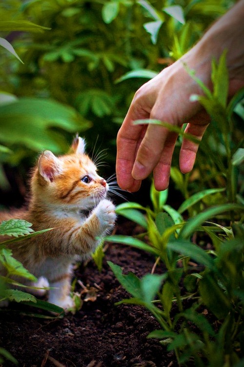 phototoartguy: Adorable cute and sweet little kitty try to hand shake