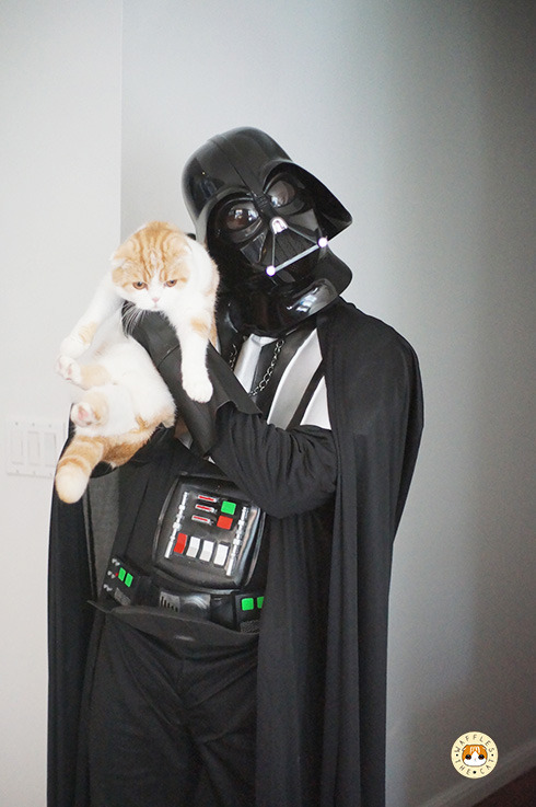 Sex waffles-the-cat:  Happy Halloween, may the pictures