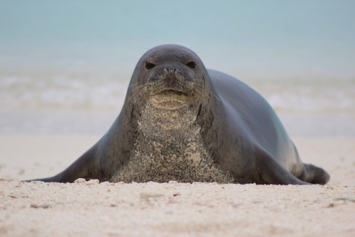 dendroica: Endangered Hawaiian monk seal. Photo credit: Megan Nagel/USFWS (via USFWS - Pacific Regio