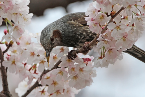 Bulbuls drink nectar from cherry blossoms and unconsciously pollinate them.