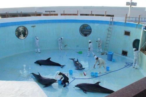 mulantis9999:  http://www.reunitingall.com/to-so-called-leaders-of-this-world-a-delicious-taste-of-your-own-medicine/  I don’t think Iv ever felt so strongly against anything like I do killer whales being in captivity.