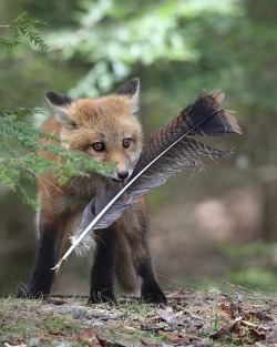 redpyrofox:  I’ve got dinner! Oh wait….