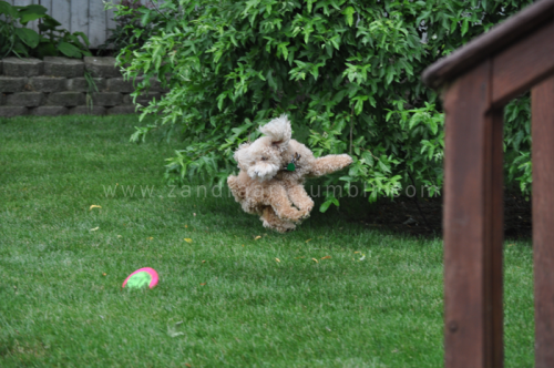 dottily:here’s a photoset of my own dog showing off a skill he does not have…. catching a frisbeepho
