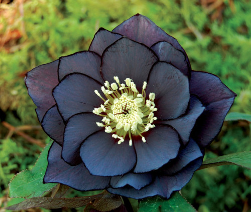 ironperennial:Helleborus Winter Jewel // Onyx OddysseyHelleborus X Hybridus Winter Thrillers // Grap