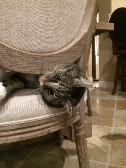 butwilltherebekitties: if you give a kitty a chair… {she will go craaaay}