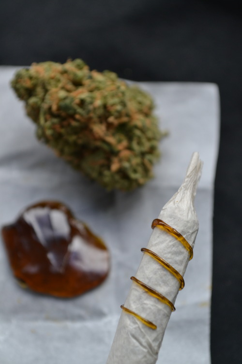 mauiw0wie:  Cheese OG x Fire OG (shatter)