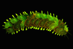 nubbsgalore:  though usually hidden to the human eye, naturally occurring marine biofluorescence can be seen under certain wavelengths of light (like ultraviolet), which causes the cells of the organisms seen here to absorb the light — and some of the