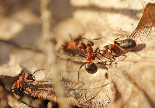A few early red ants, ready to take on new challenges. There’s much to do after a long winter.