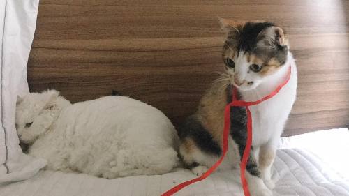 9musesfighting: Hyuna’s Catstagram update
