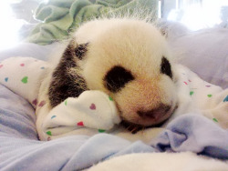 giantpandaphotos:  One of Lun Lun’s twins