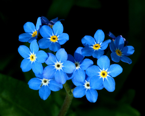 Unutma Beni Çiçeği (Forget-me-not Flower-Vergissmeinnicht)Rivayet odur ki; Alman 