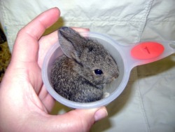 furything:  One cup of bunny  perfect!