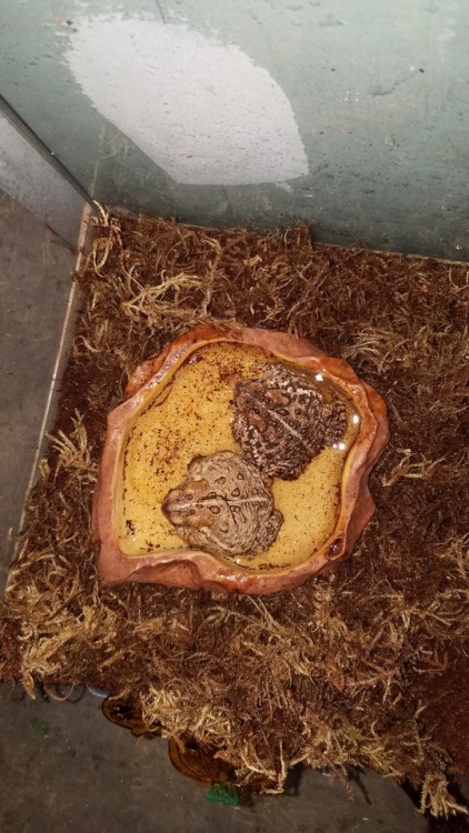 toadiebeans: frogginaround: For maximum strength toad tea, steep both toads at once Toadie tea is be