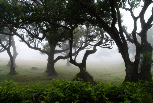 oviz: Madeira, Portugal