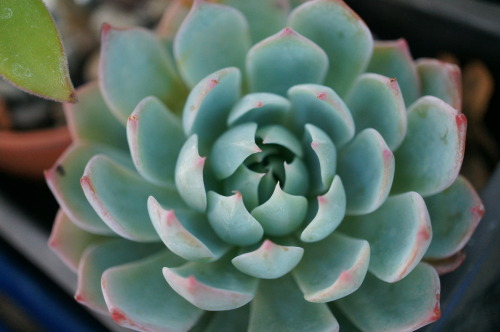 flora-file:  succulents in my garden (by adult photos
