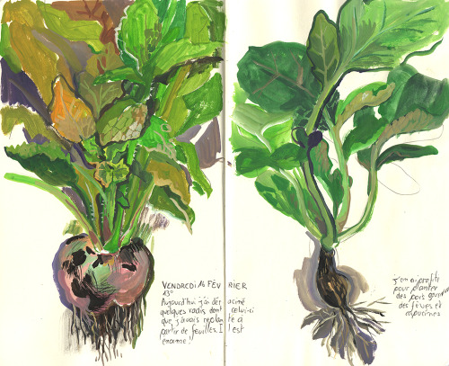 Some Pages From My Gardening Sketchbook.