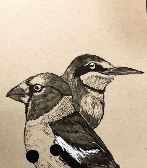 I was sketching these birds and squeezed the brush pen a little too hard, resulting in this. It now 