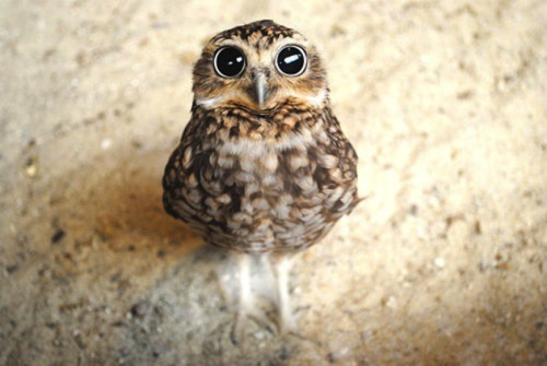 thewinterotter:This is ridiculous, if you’re gonna tell me tumblr needs more pictures of baby owls