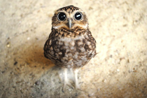 elizawilczka:  First owl is a a fake doll and the rest are adults