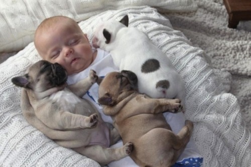 bnenetwork:  Babies and bulldogs. That’s all.  