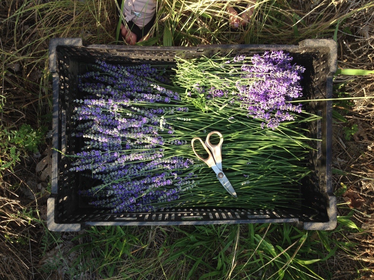 honeycoyote:  Instead of disappearing into the woods today I decided to cope by harvesting